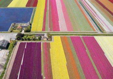 Stunning Dutch Tulip Farms