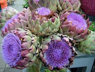 artichoke blossoms