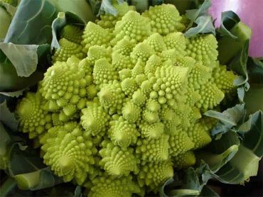 Romanesco broccoli