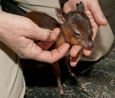 Royal Antelope Calf