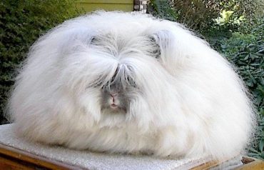 English Angora Rabbit