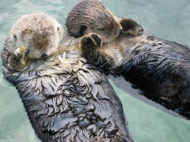 sea otters holding hands