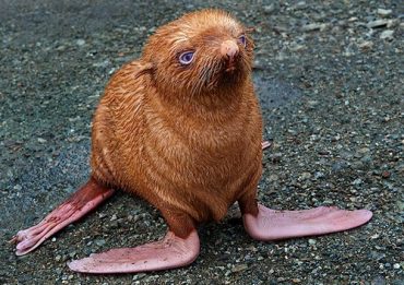 Seal Pup